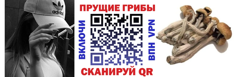 закладки  Чита  Галлюциногенные грибы MAGIC MUSHROOMS 